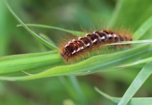 Pump fields - caterpillar