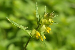 Yellow rattle