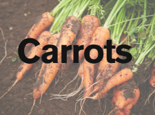 Carrots