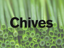 Chives