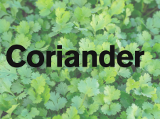 coriander