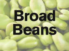 Broad beans