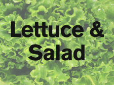 lettuce