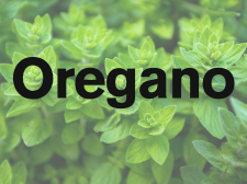 Oregano