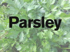 parsley