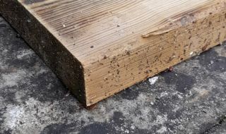 choosing timber for raised beds
