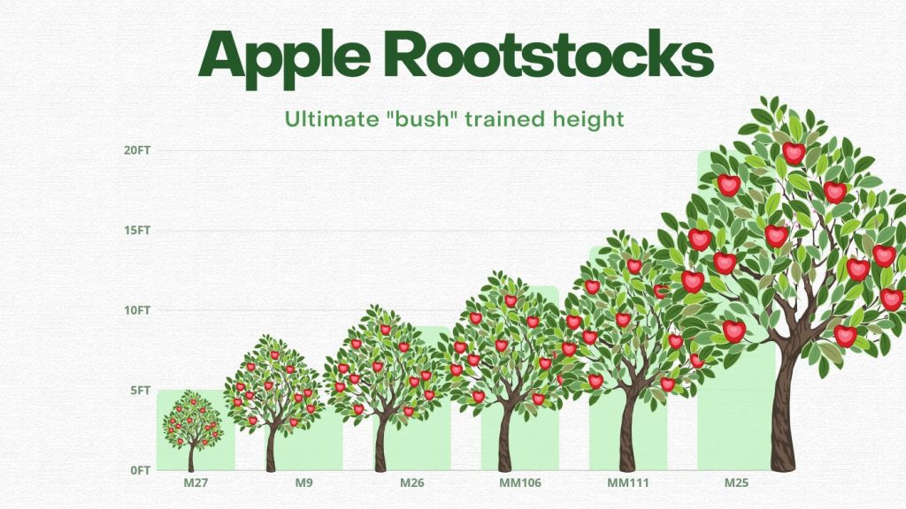 Apple rootstock sizes