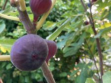 Fig tree