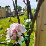 Seaford community garden