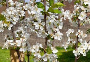 apple blossom