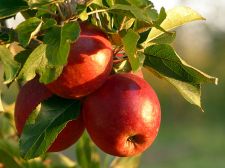 Pomes