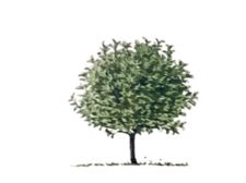 bush