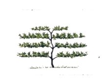 espalier