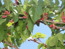 mulberry