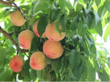 peach tree