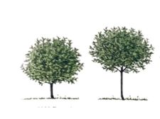 standard and semi standard