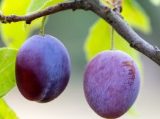 Stone fruit