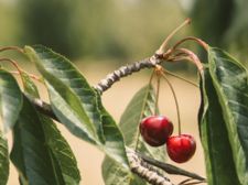 wild cherry