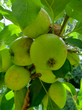 crowded apples