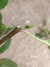 pruning cut