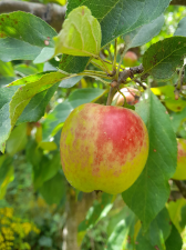 summer fruit tree pruning