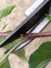 where to prune