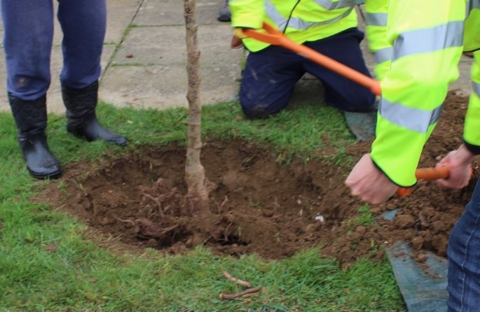 tree planting